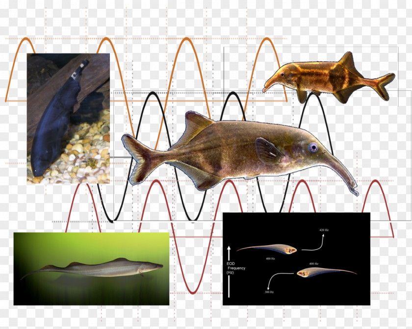 Environments Platypus Electric Fish Electrocommunication Animal Communication Electroreception PNG