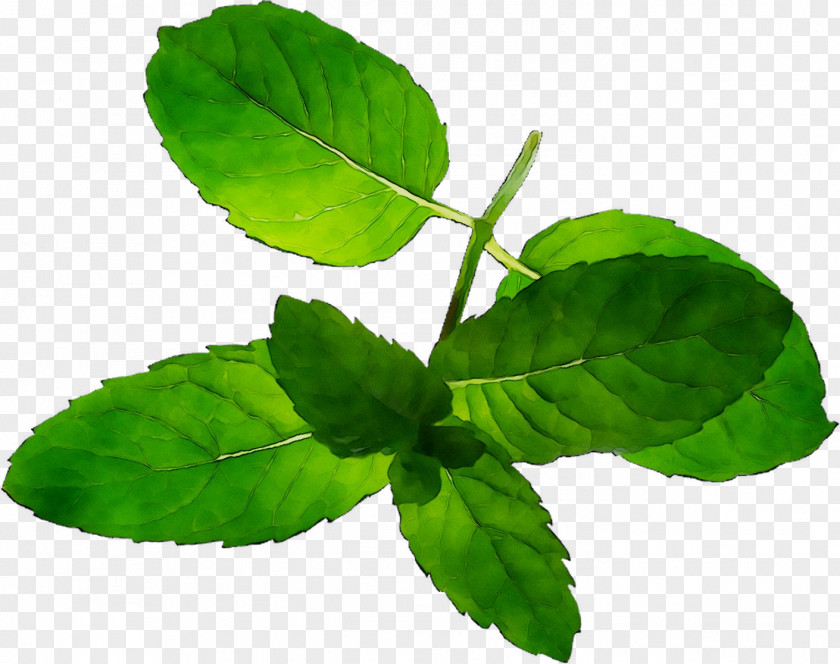 Leaf Plant Stem Herbalism Tree Spearmint PNG