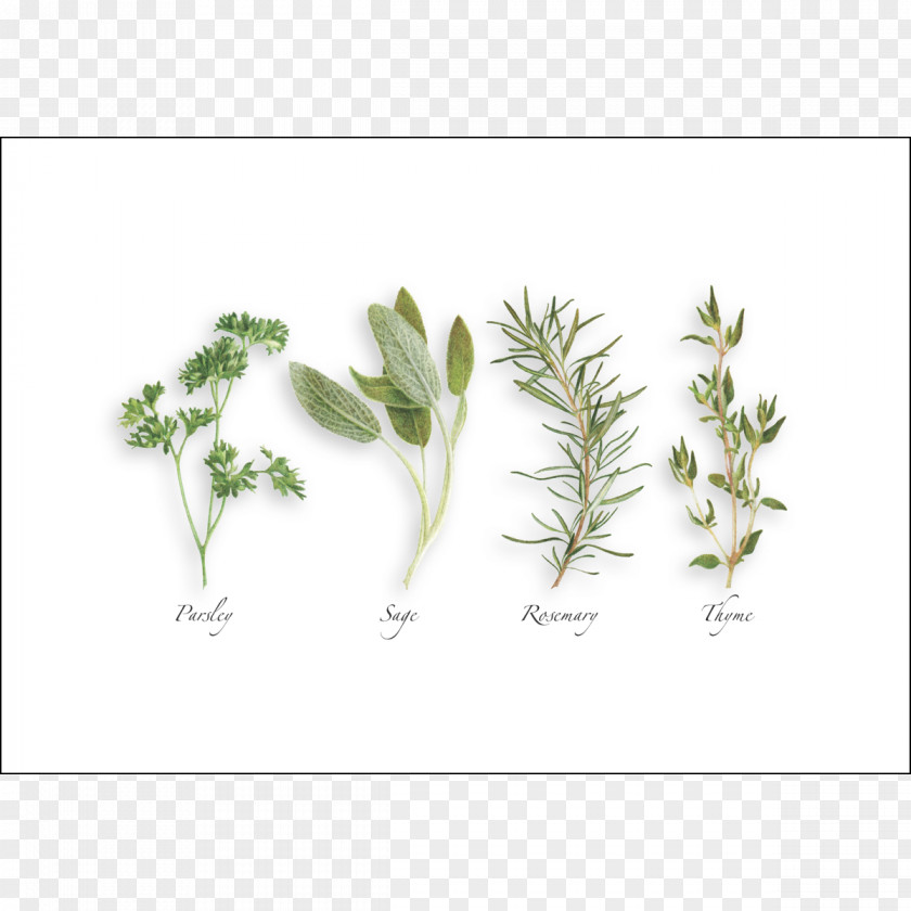 Parsley Parsley, Sage, Rosemary And Thyme Paper Herb Envelope Recycling PNG