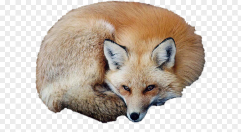 Puppy Red Fox Vulpini Kit PNG