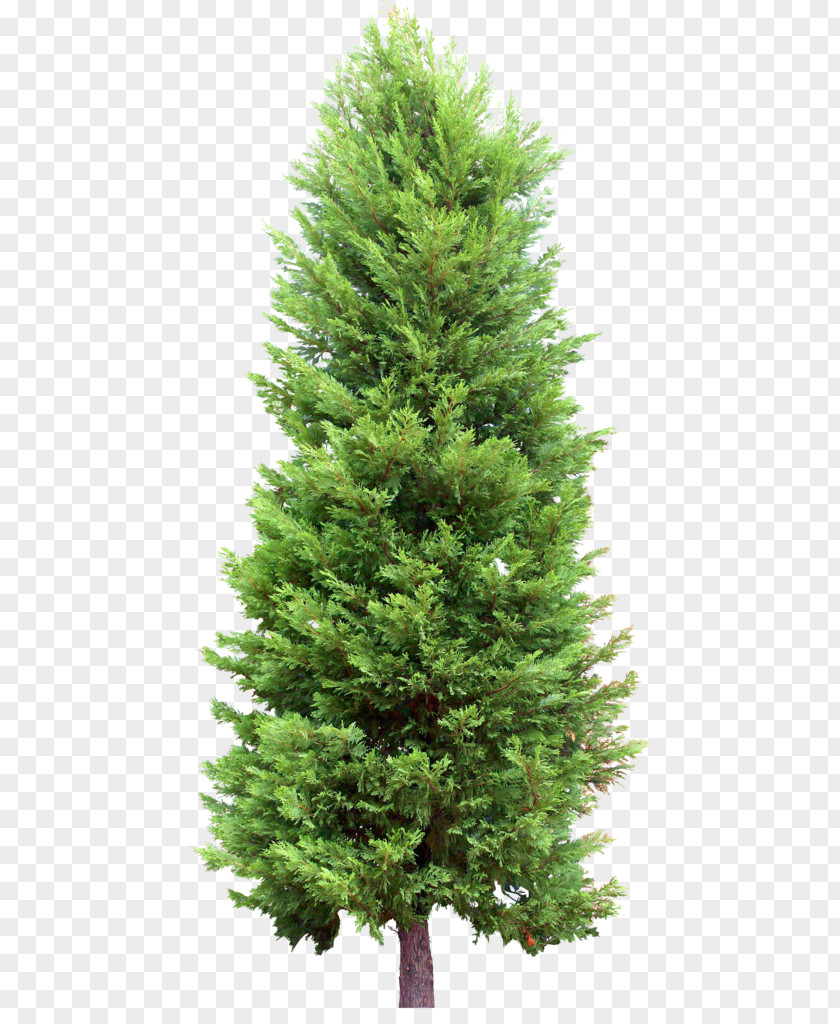 Tree Fir Pine Evergreen PNG