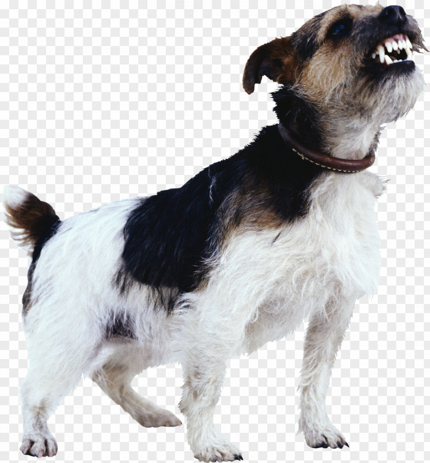 Chihuahua Dog Training Aggression Bite Detection PNG