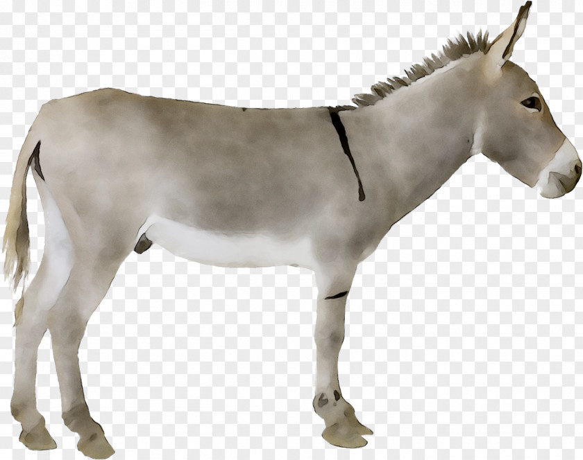Donkey Mule Stock Photography Stock.xchng Royalty-free PNG
