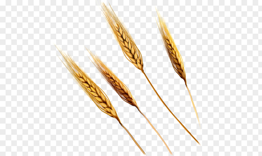 Ear Emmer Einkorn Wheat PNG