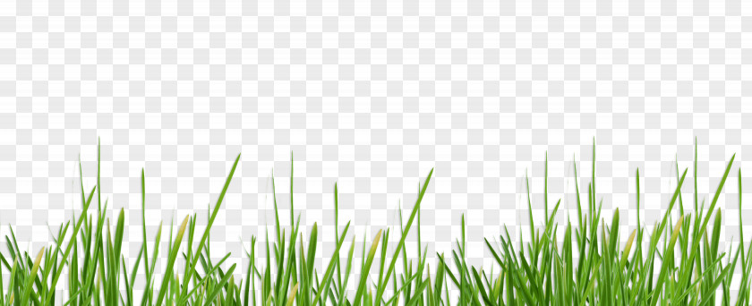 Lawn Waukesha Desktop Wallpaper Vetiver Meadow PNG