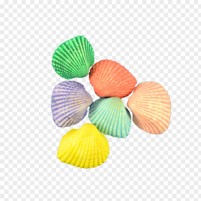 Seashell ARK: Survival Evolved The Company Cockle Craft PNG
