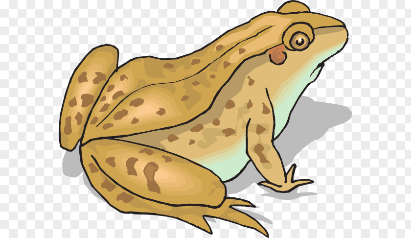 Silly Toad Cliparts Frog And Amphibian Clip Art PNG