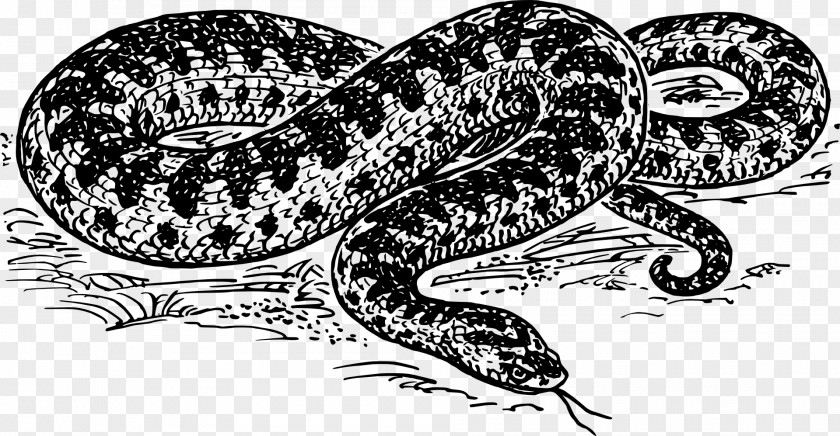 Snake Clipart Drawing Common European Viper Clip Art PNG