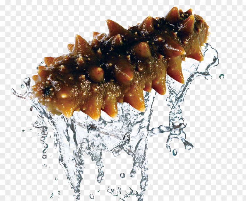 Commodity Sea Cucumber Vector Graphics Image Seafood PNG