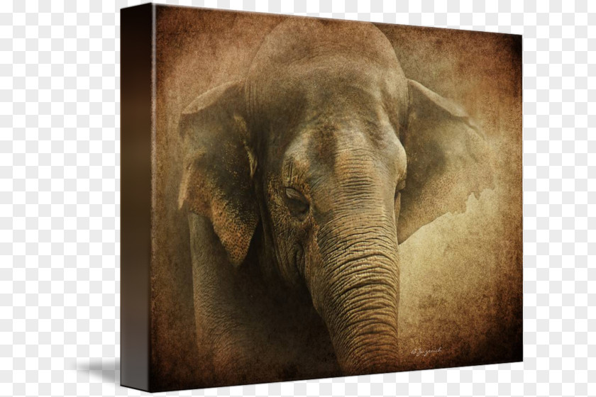 Creases Indian Elephant African Gallery Wrap Canvas Wildlife PNG