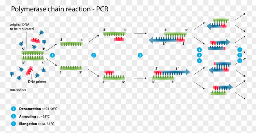Hematology Digital Polymerase Chain Reaction DNA PNG