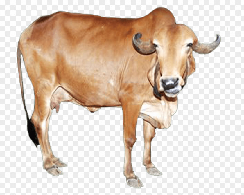 Milk Gyr Cattle Sahiwal Deoni Tharparkar Junagadh District PNG