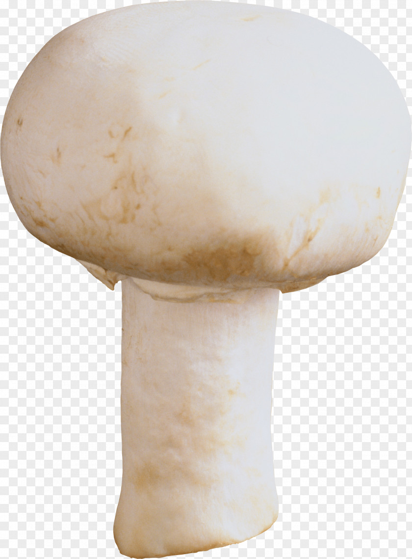 Mushroom Image Fungus PNG