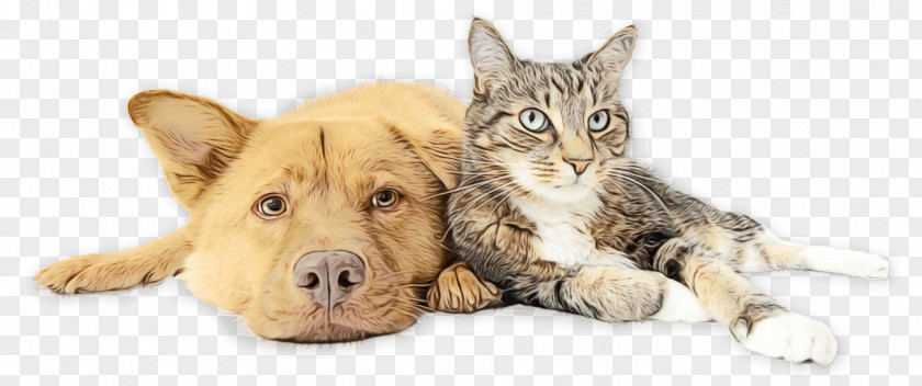 Dog Kitten Cat Small To Medium-sized Cats Skin PNG