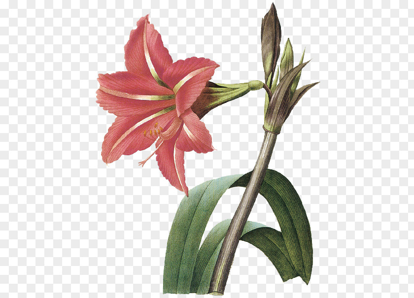 Painting Amaryllis Art PNG