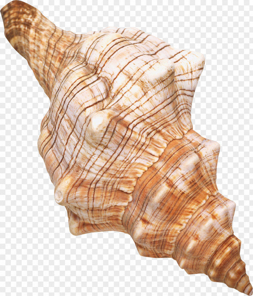 Seashell Restaurant #6 Molluscs Spiral PNG