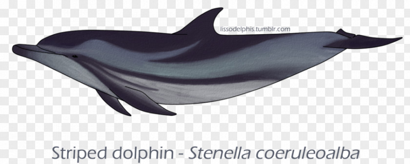 Striped Dolphin Common Bottlenose Tucuxi Short-beaked White-beaked PNG