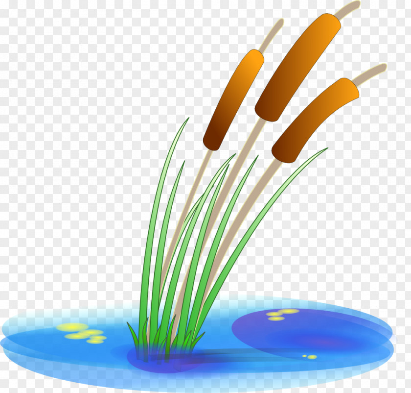 Barley Cattail Pond Aquatic Plants Clip Art PNG