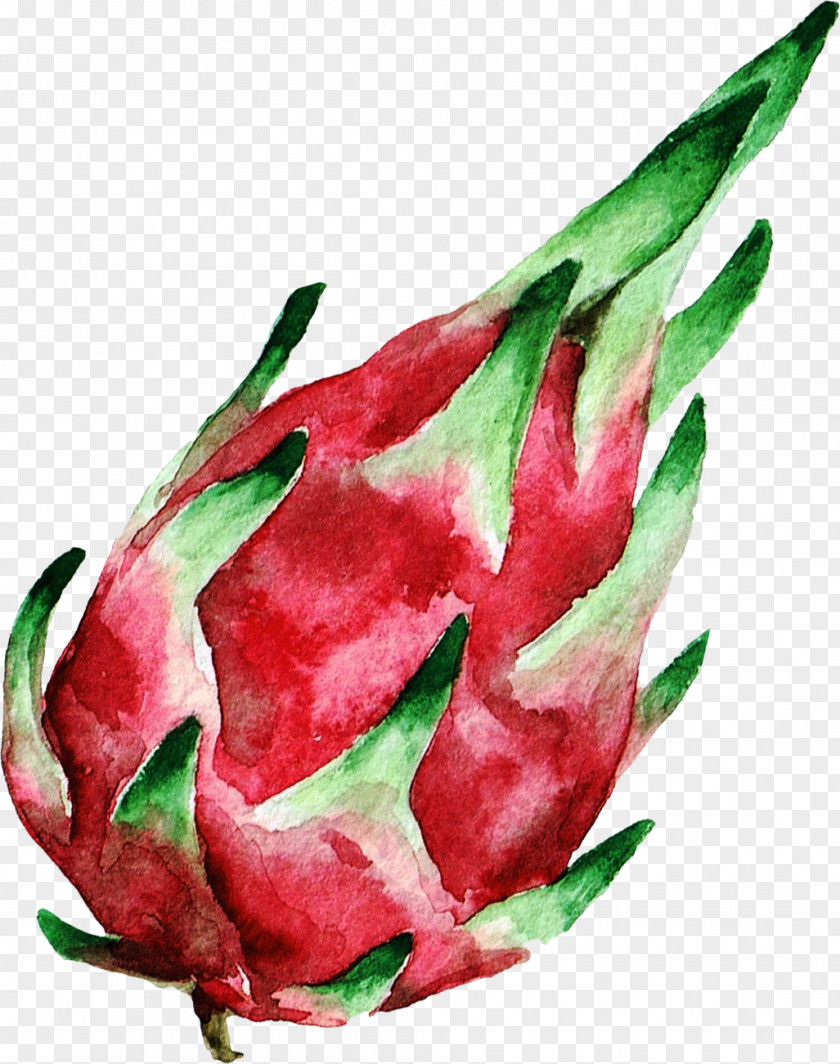 Decorative Dragon Fruit Watercolor Painting Stock Photography Royalty-free PNG