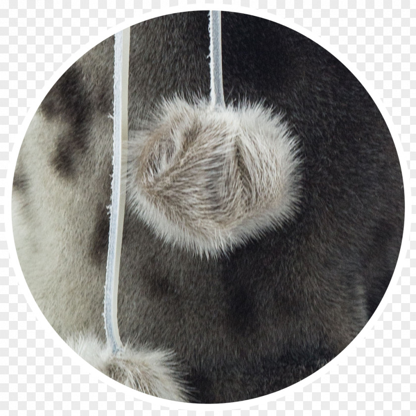 Earless Seal Snout Fur Whiskers PNG