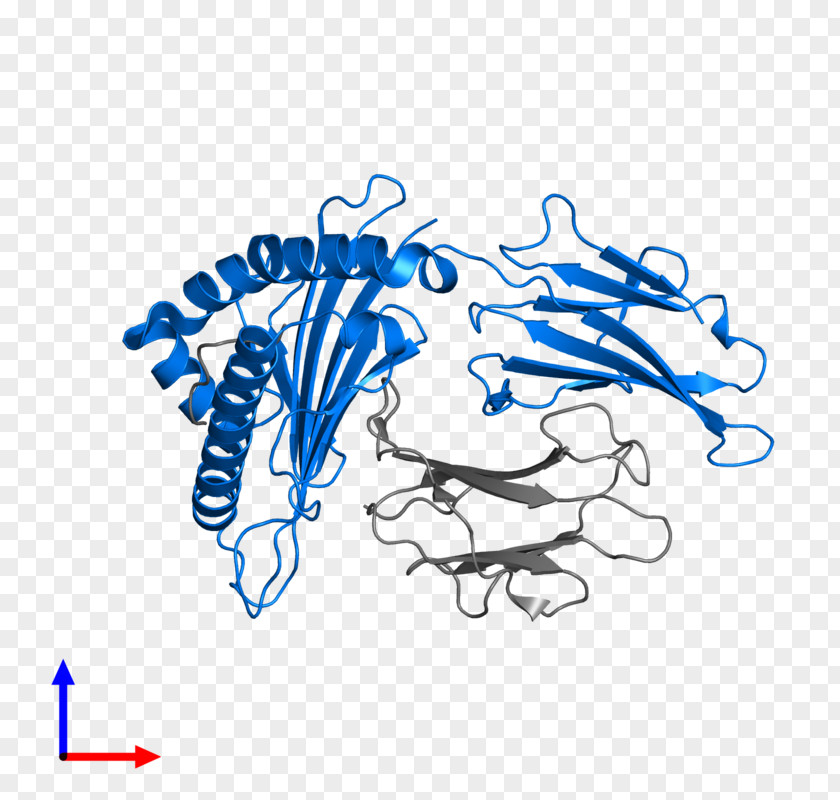 Human Leukocyte Antigen Drawing Clip Art PNG