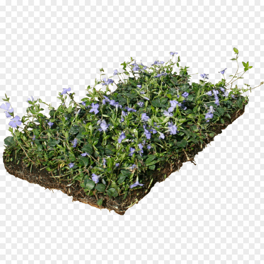 Plant Myrtle Groundcover Perennial Evergreen Dwarf Lilyturf PNG