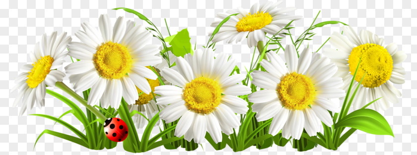 Richard Gere Chamomile Flower Common Daisy PNG