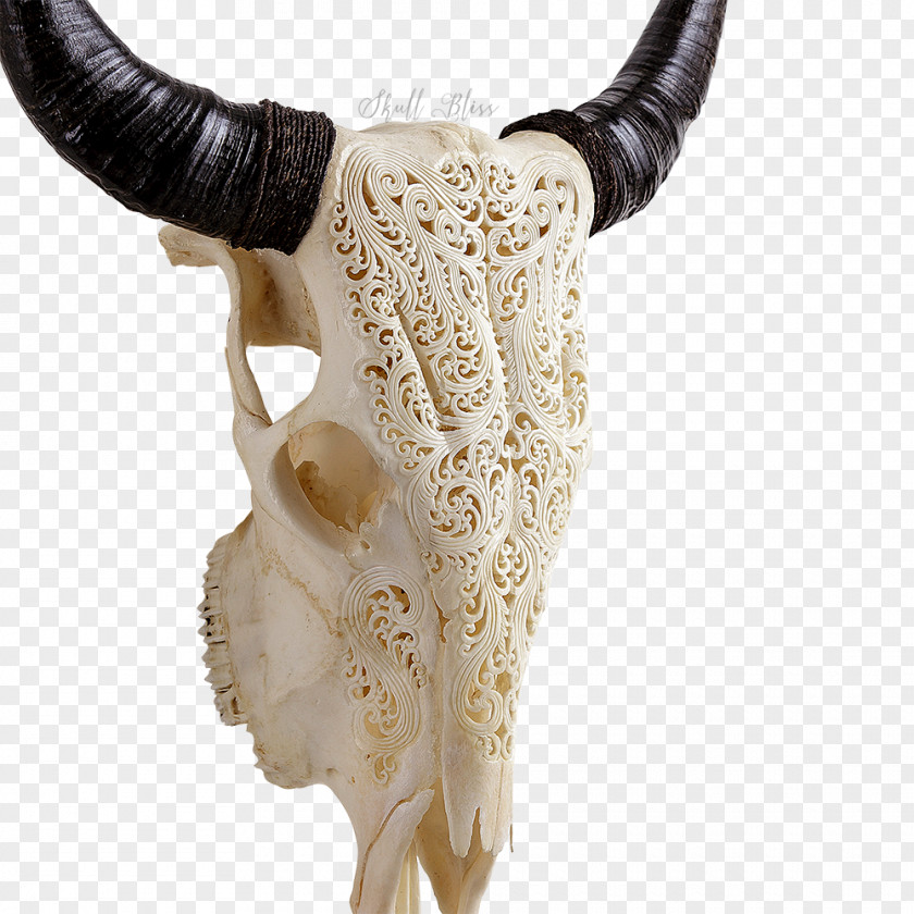 Skull Texas Longhorn XL Horns Bull PNG