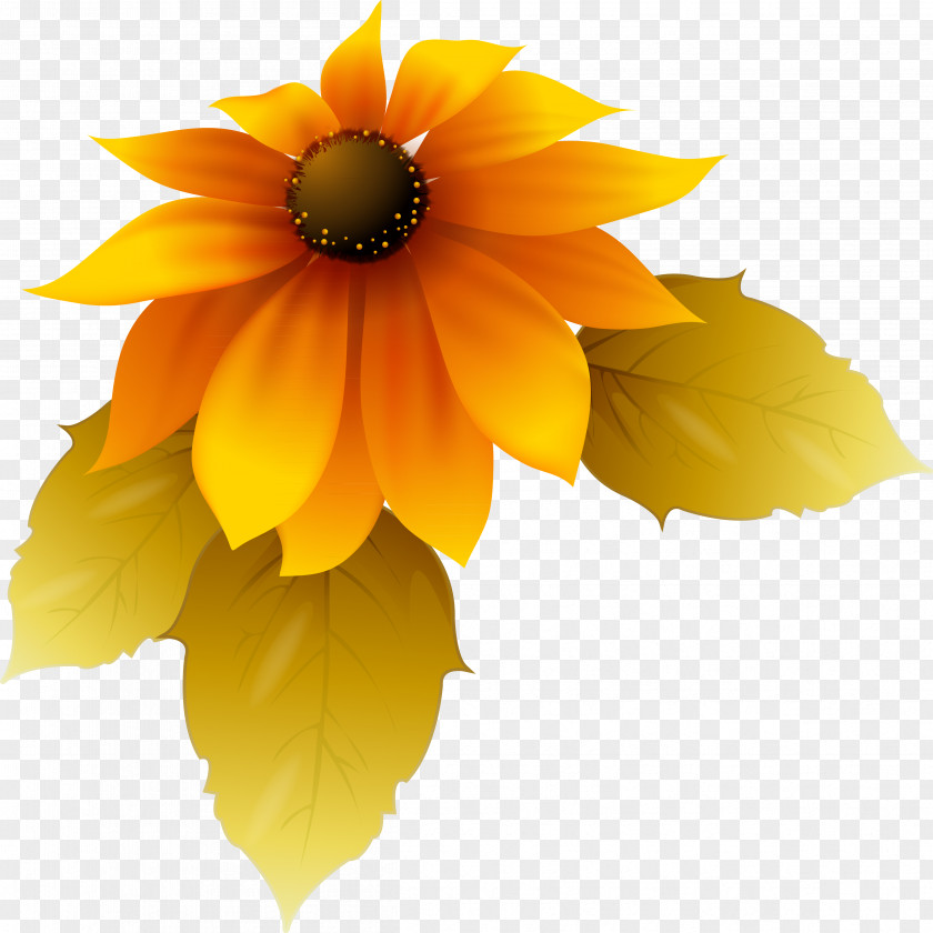 Sunflower Decorative Material Petal PNG