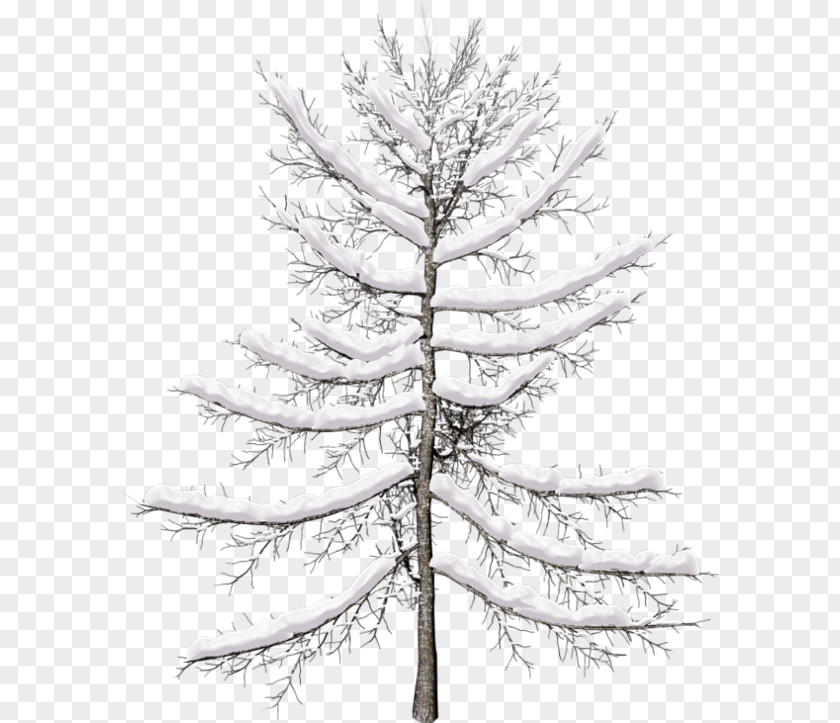 Tree Spruce Pine Larch Twig PNG