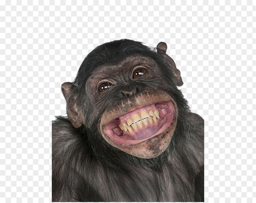 Black Old Orangutan Chimpanzee Ape Homo Sapiens Monkey Information PNG