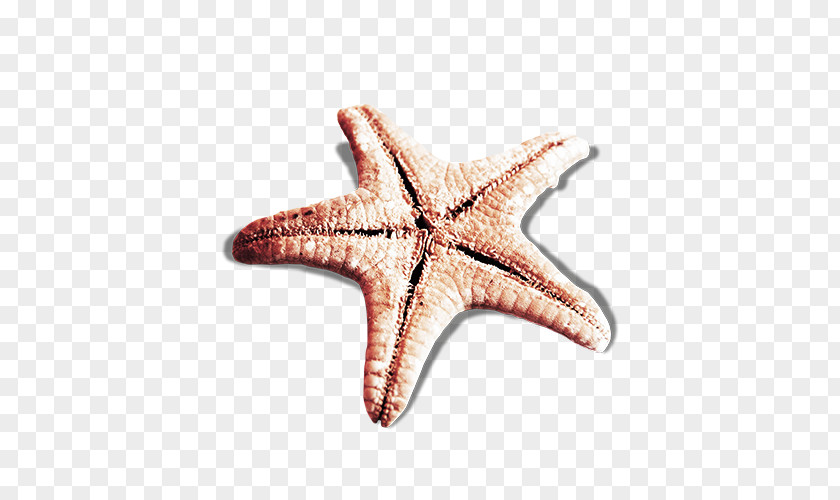 Black Star Pictures Starfish PNG