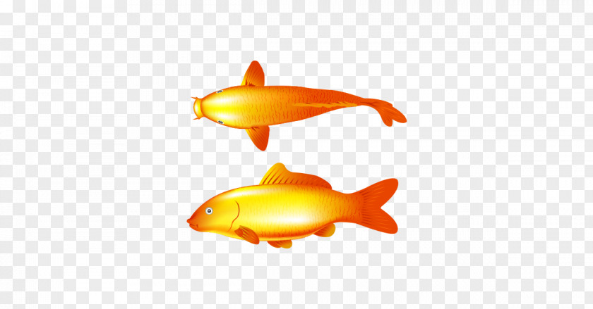 Gold Fish Goldfish Common Carp PNG