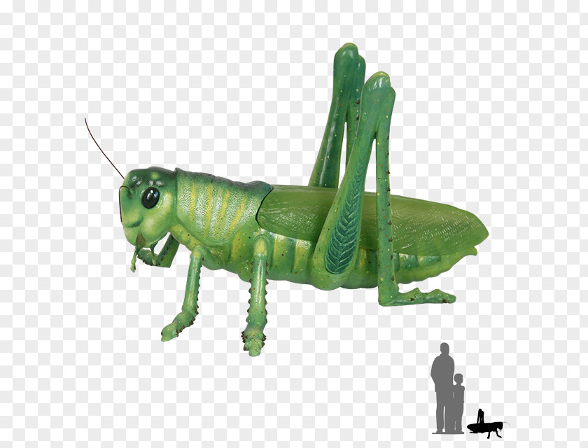 Grasshopper Insect Caelifera Locust Length PNG