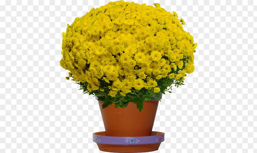 Masculin Chrysanthemum Cut Flowers Yellow Plant PNG