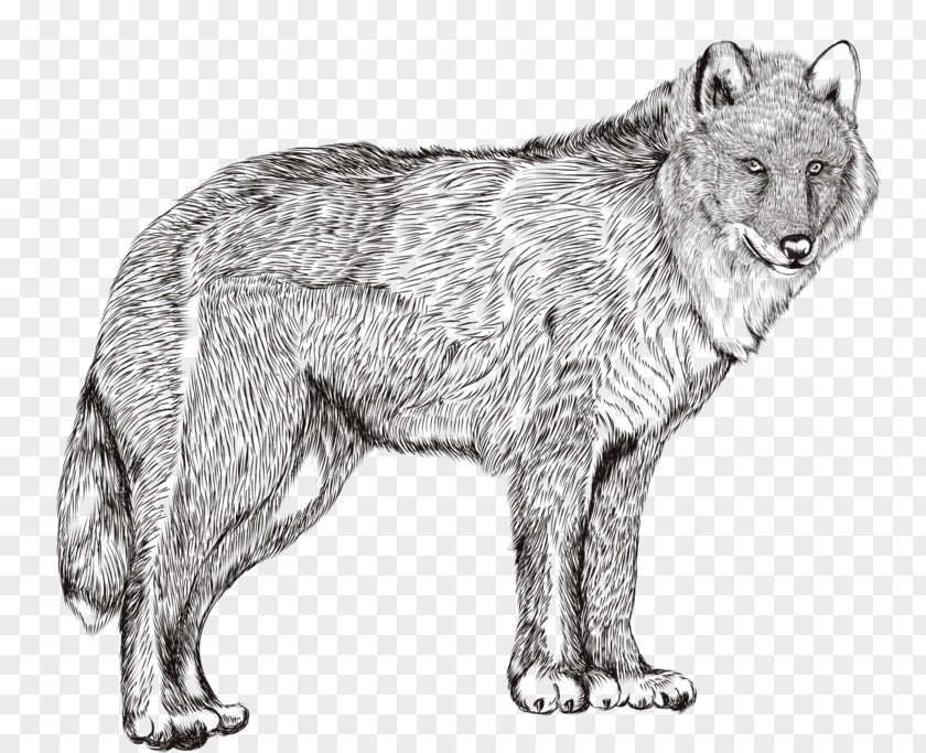 Painted Wolf Drawing Photography Illustration PNG