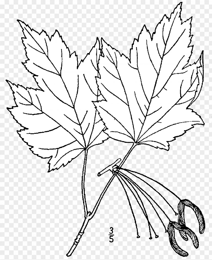 Red Maple Line Art Twig Drawing Acer Buergerianum PNG