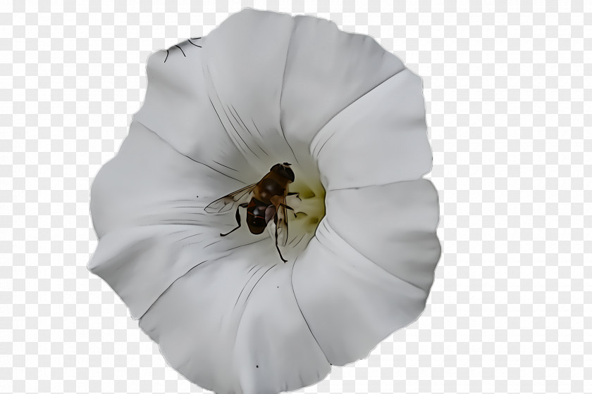 White Petal Datura Flower Insect PNG