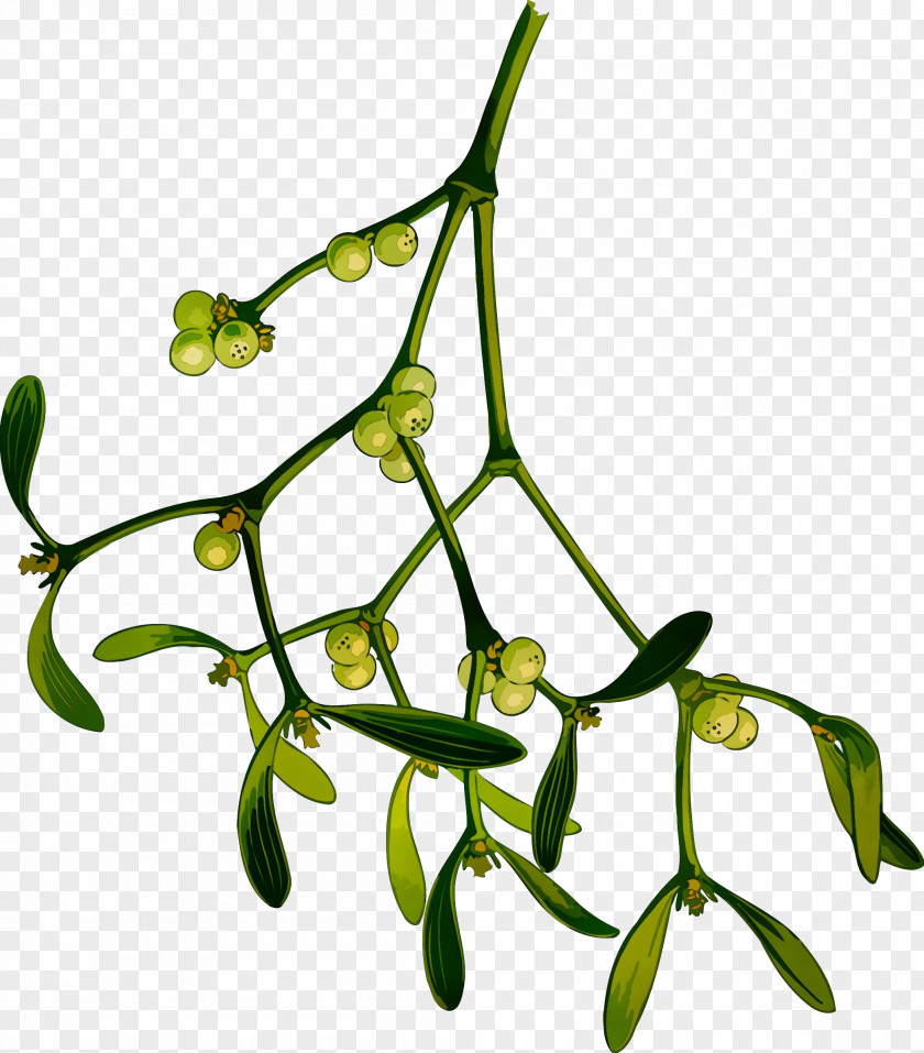 Branch Plant Flower Leaf Twig PNG