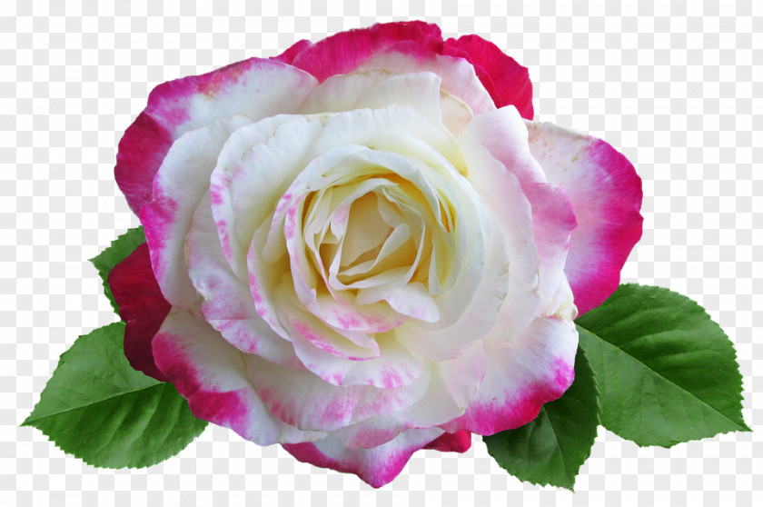 Gold Garden Roses Cabbage Rose China Floribunda Rosa 'Double Delight' PNG