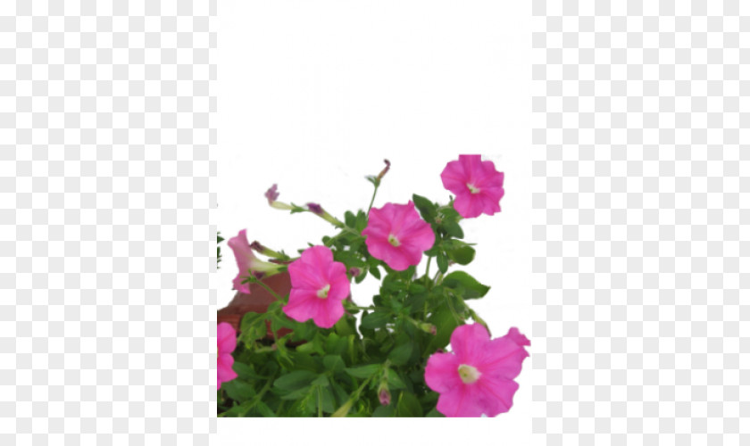Hanging Flowers Petunia Crane's-bill Annual Plant PNG