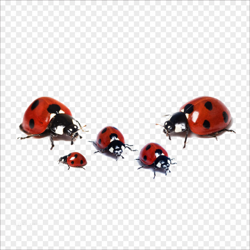 Ladybug Beetle Ladybird Butterfly Larva PNG