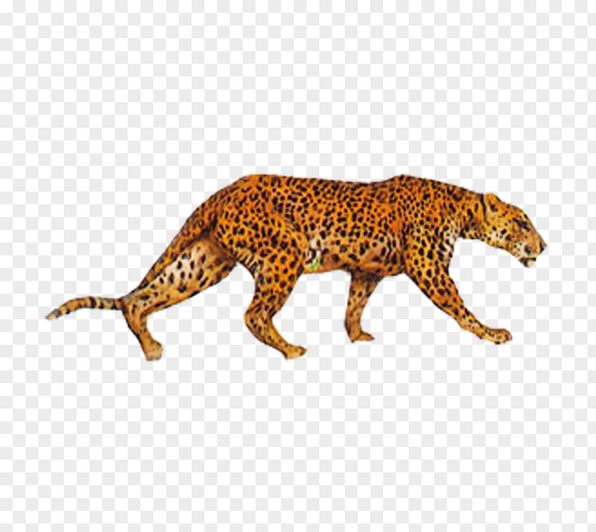 Leopard Cheetah Eurasian Lynx Indian PNG
