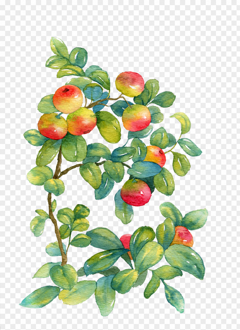 Not Ripe Apple Picture Material Watercolor Painting Watercolor: Flowers PNG