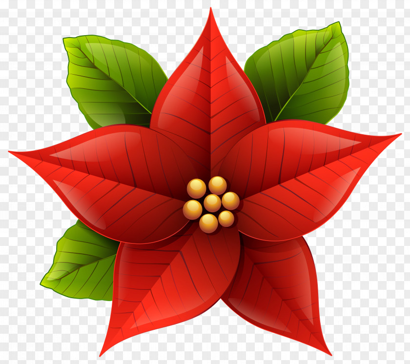 Poinsettia Flower Cliparts Christmas Clip Art PNG