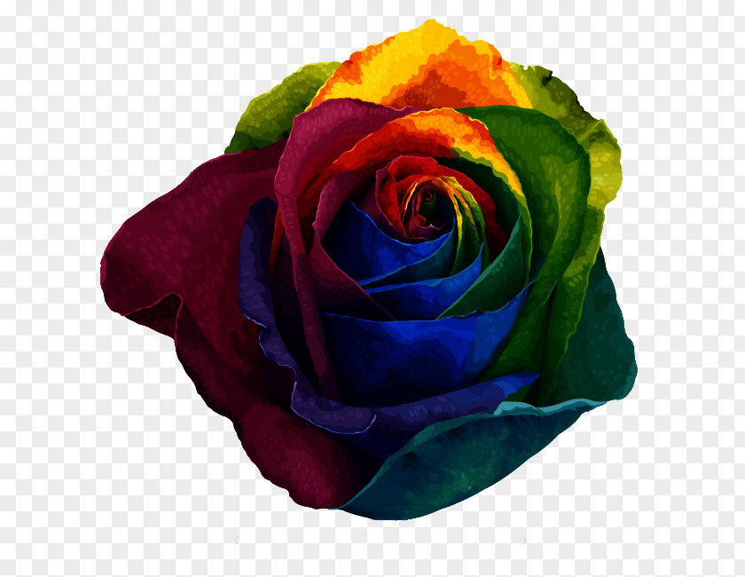 Rose Color Rainbow Beach Centifolia Roses Garden Pigment PNG