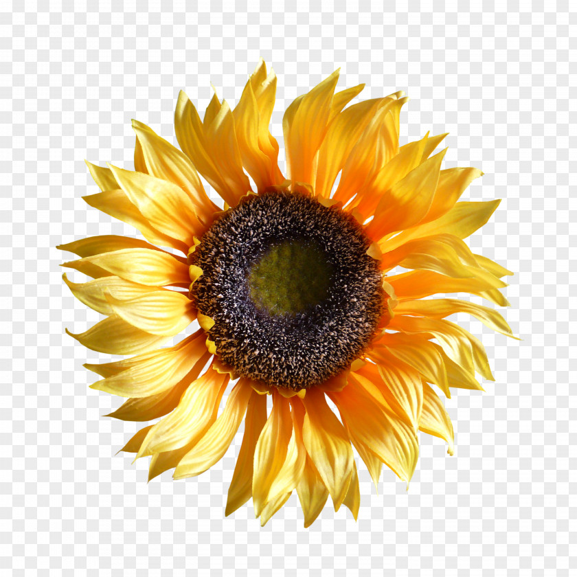 Sunflower Common Plant PNG
