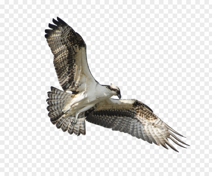 Bird Of Prey Flight Osprey Wing PNG