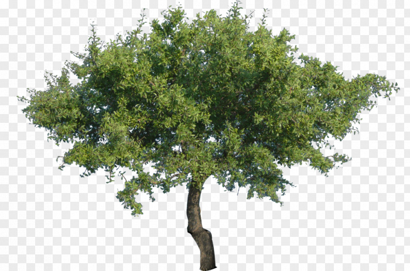 Vector Tree Clip Art PNG