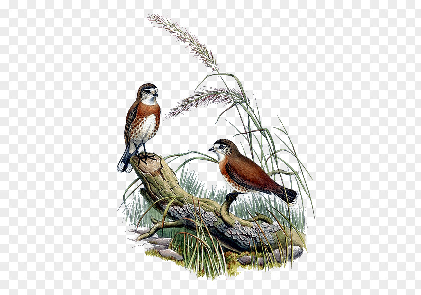 Bird Feather Sparrow Beak Clip Art PNG